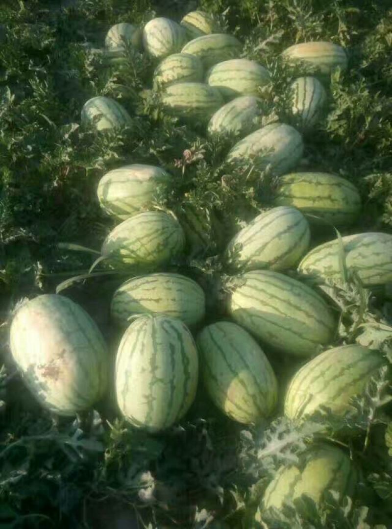 圆椒10cm以上
