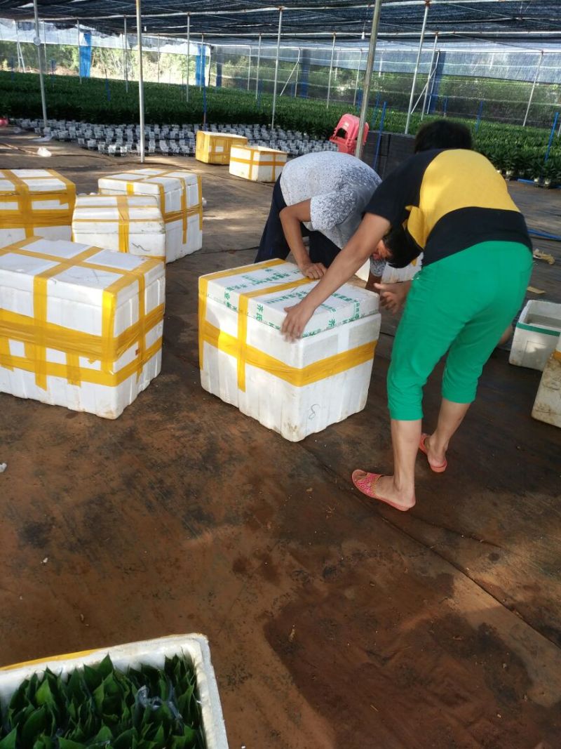 水培观音竹38公分A货支持视频看货