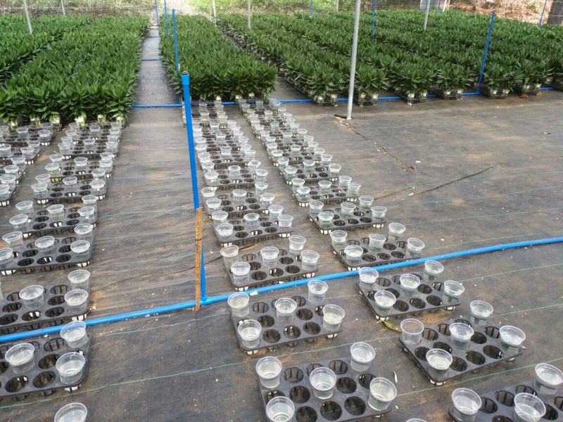水培观音竹38公分A货支持视频看货