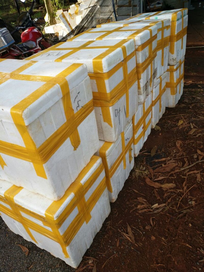 水培观音竹38公分A货支持视频看货