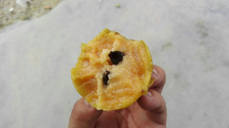人心果150g以上