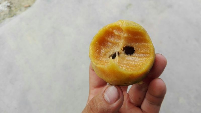 人心果150g以上
