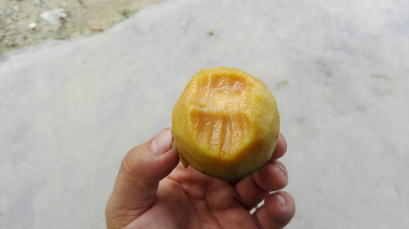 人心果150g以上