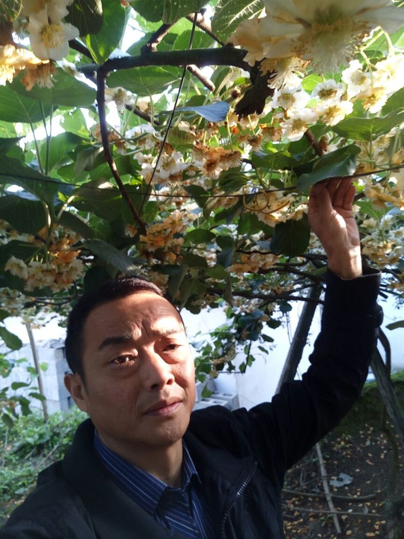 红阳猕猴桃苗