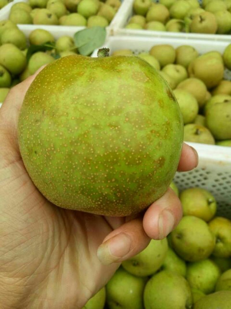 翠冠梨纸箱150~200g