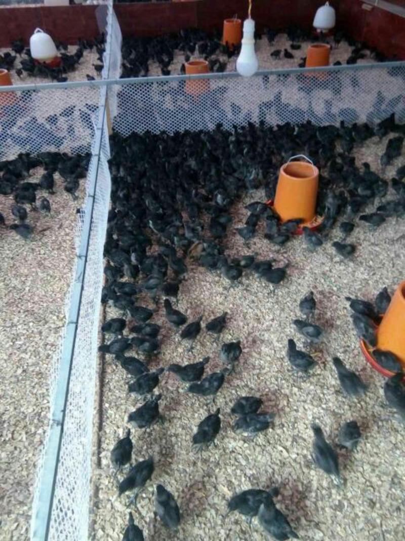 五黑公鸡苗，孵化直销每天出苗量高达三万只品质保证价优