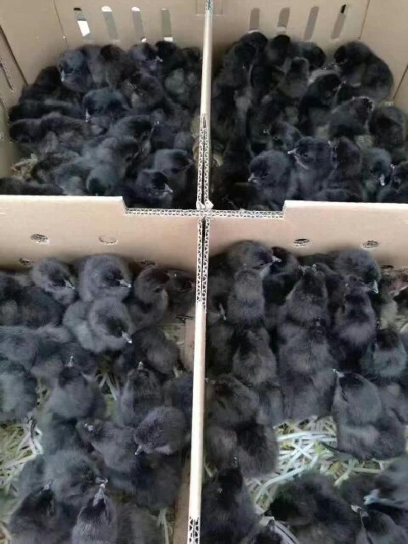 五黑公鸡苗，孵化直销每天出苗量高达三万只品质保证价优