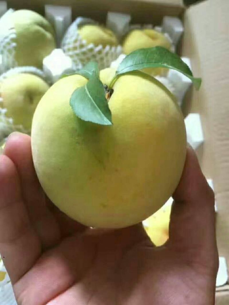锦绣黄桃3~4两