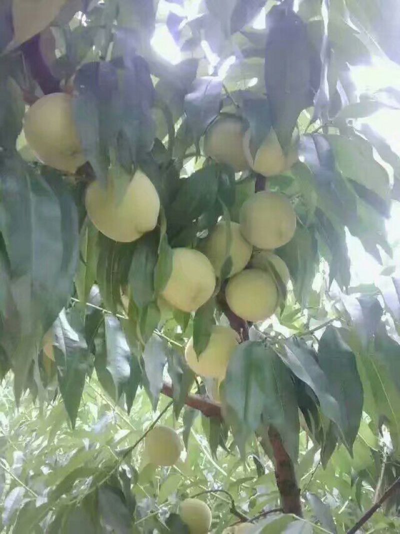 锦绣黄桃3~4两