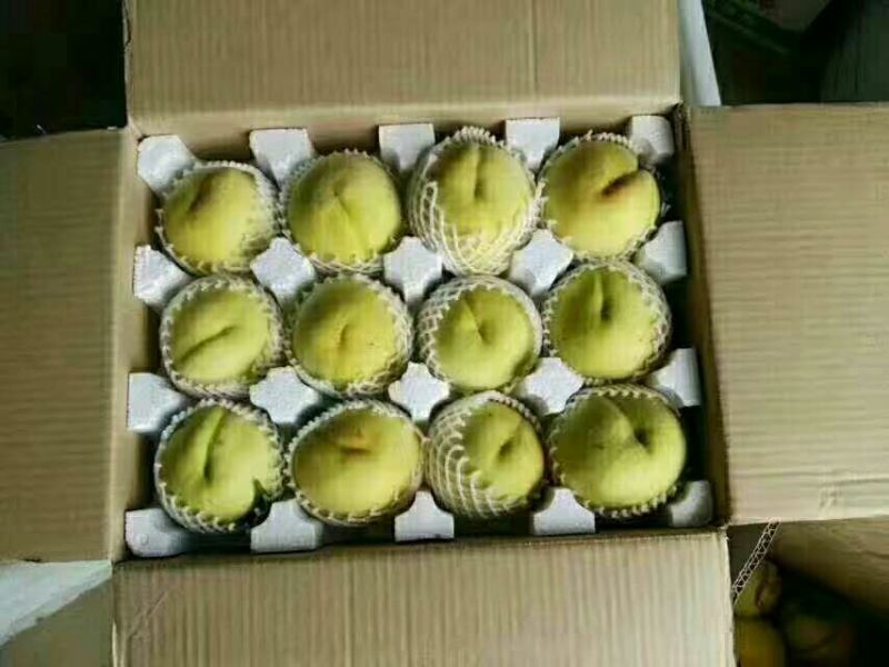 锦绣黄桃3~4两