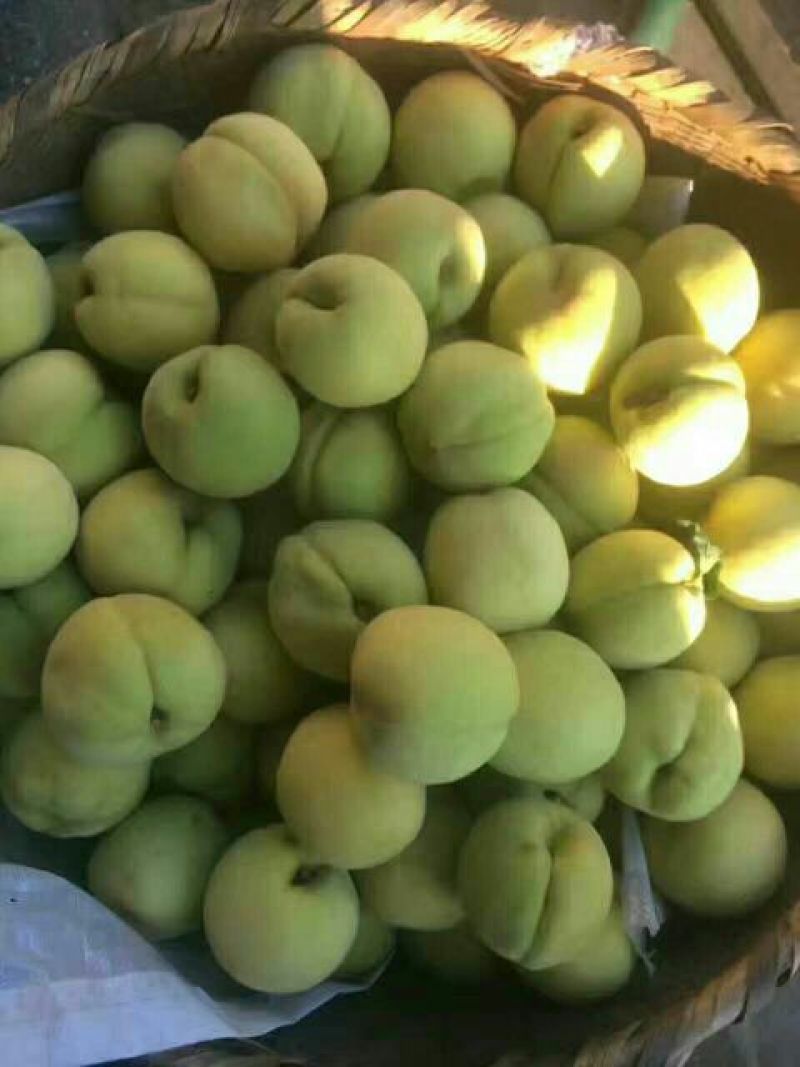 锦绣黄桃3~4两