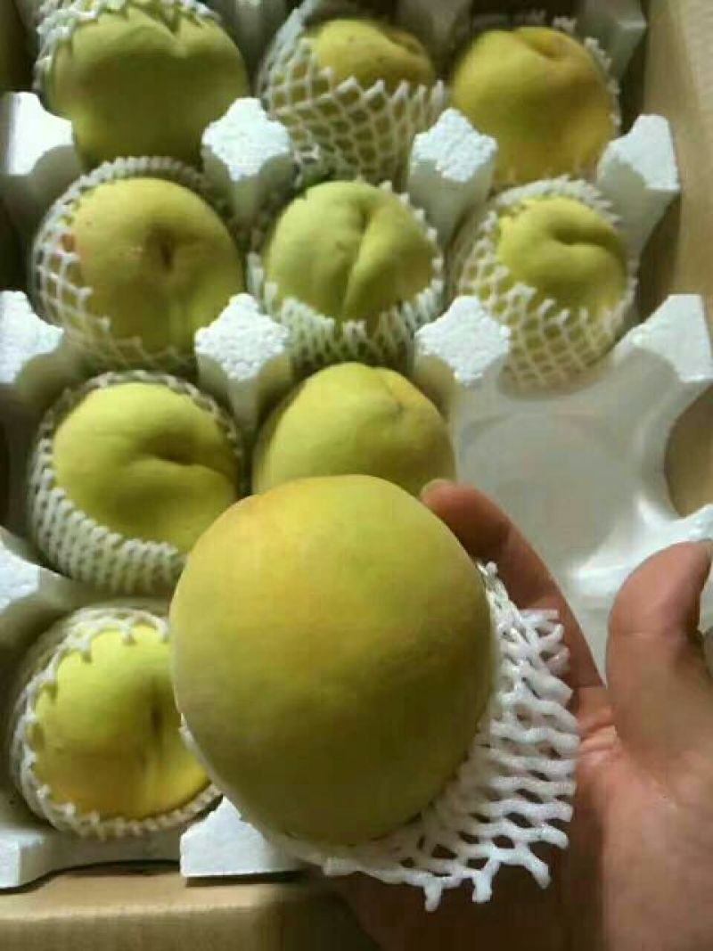 锦绣黄桃3~4两
