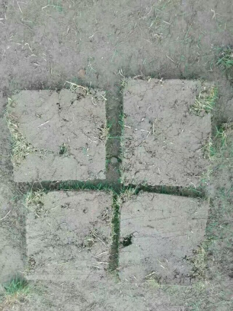 马尼拉草坪