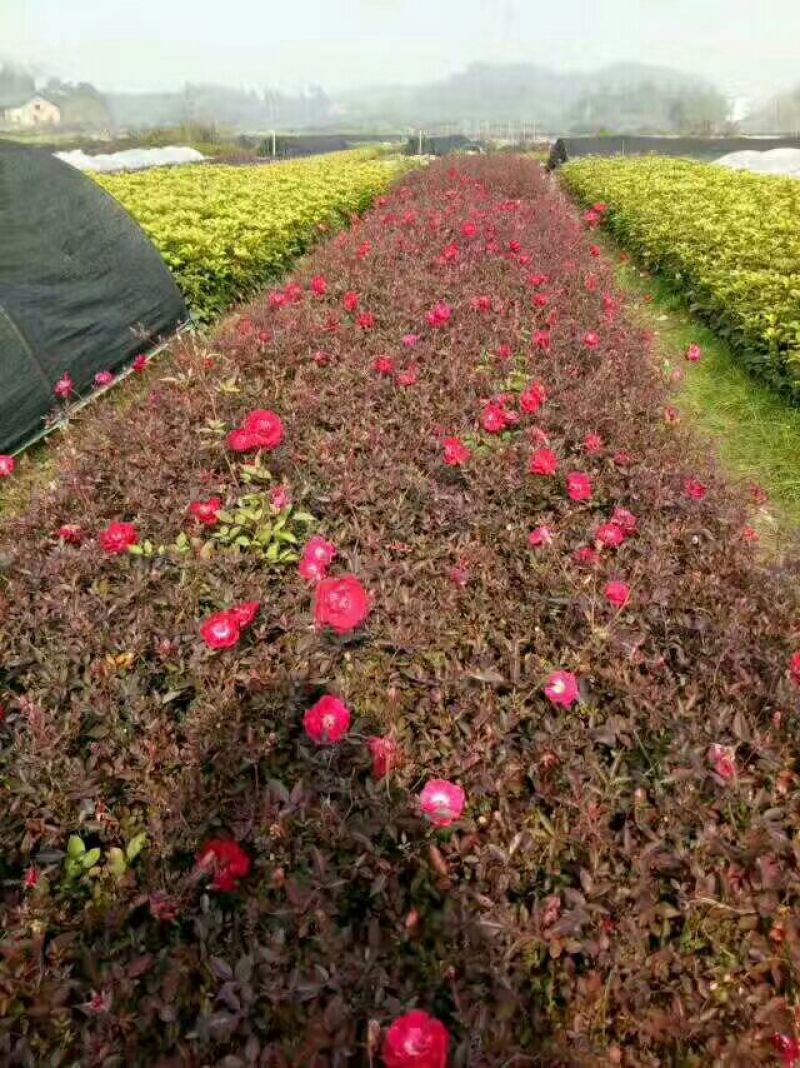马尼拉草坪