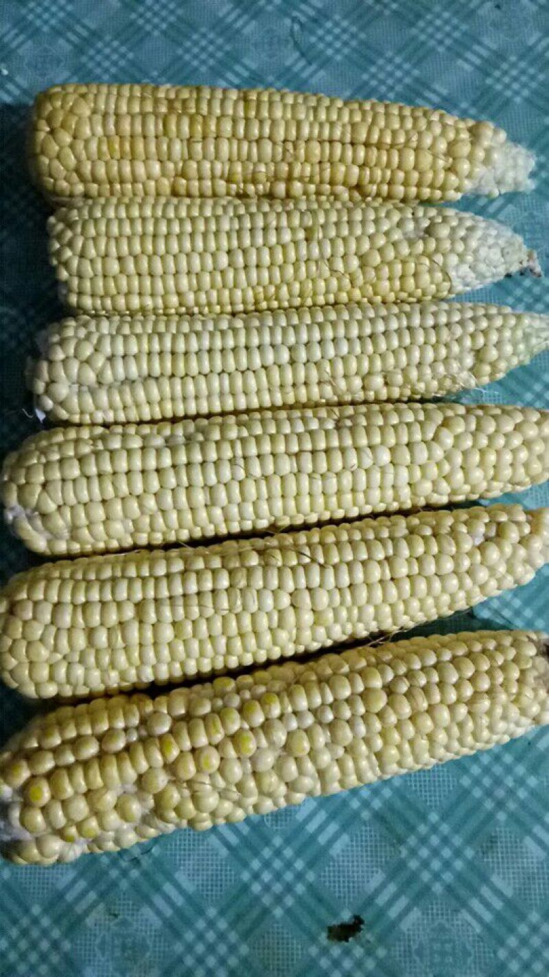 鲜玉米16~20%