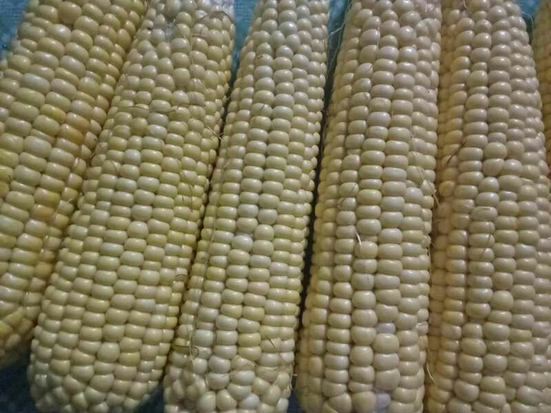 鲜玉米16~20%