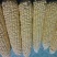 鲜玉米16~20%