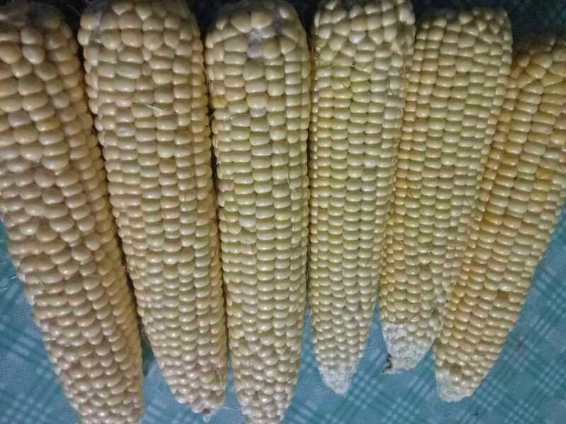 鲜玉米16~20%