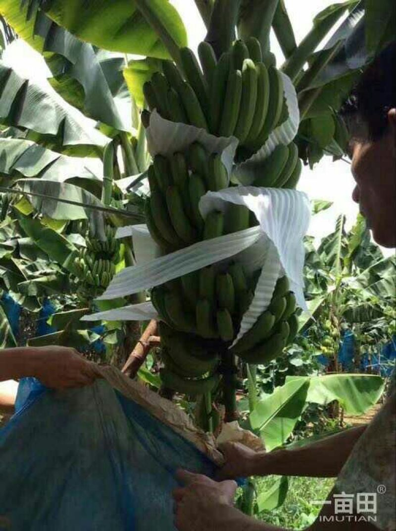 云南红河矮蕉七成熟
