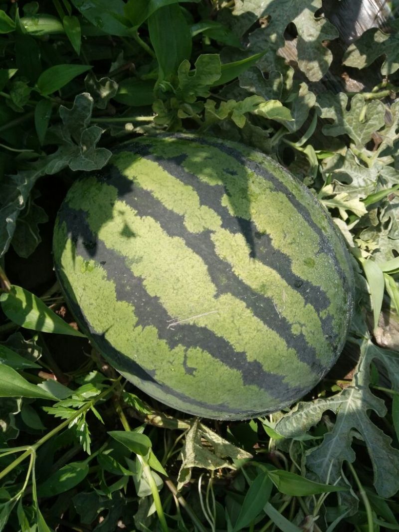 预售—六月末七月初西瓜大量上市