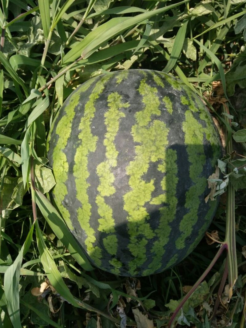 预售—六月末七月初西瓜大量上市