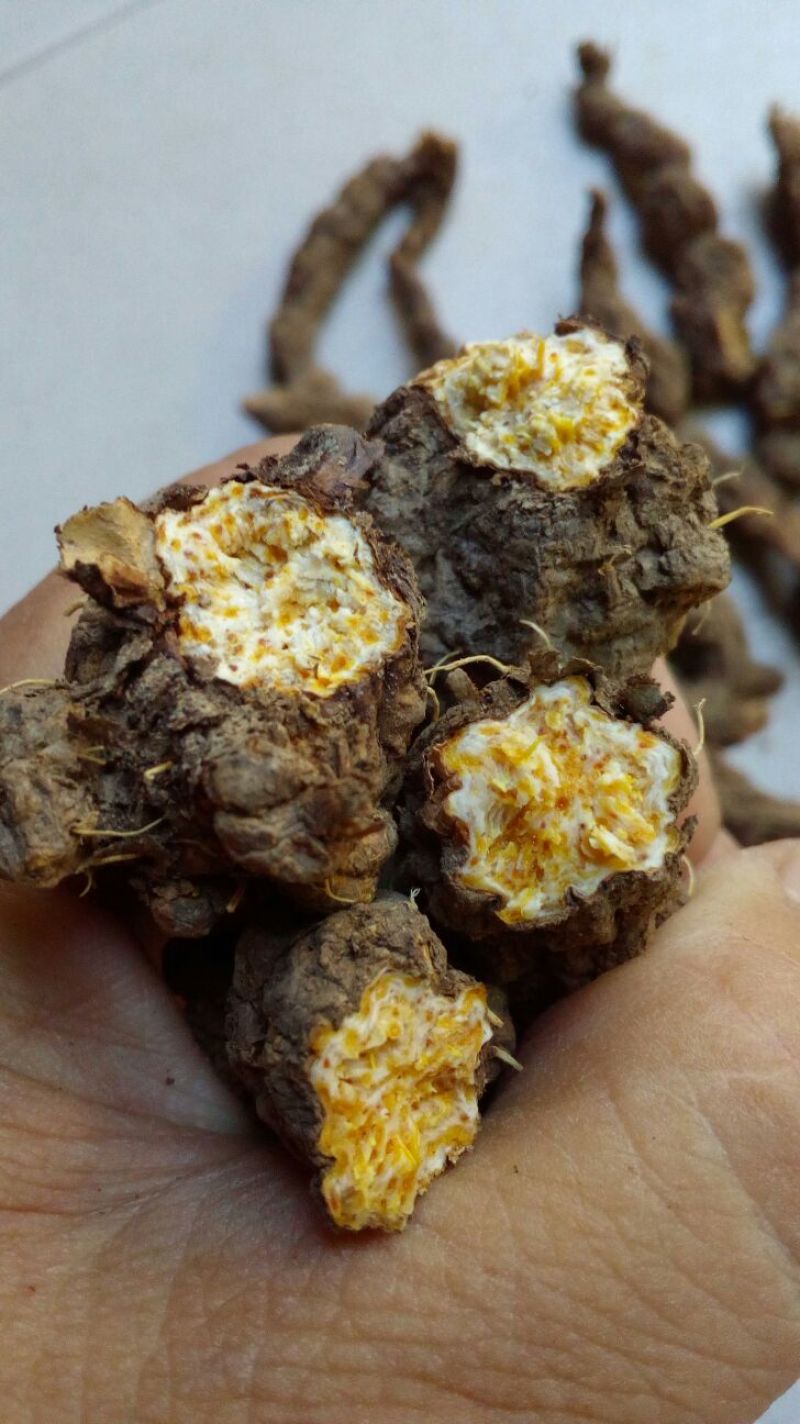 苍术南苍术(野生南苍术)朱砂点多、味浓，产地直销