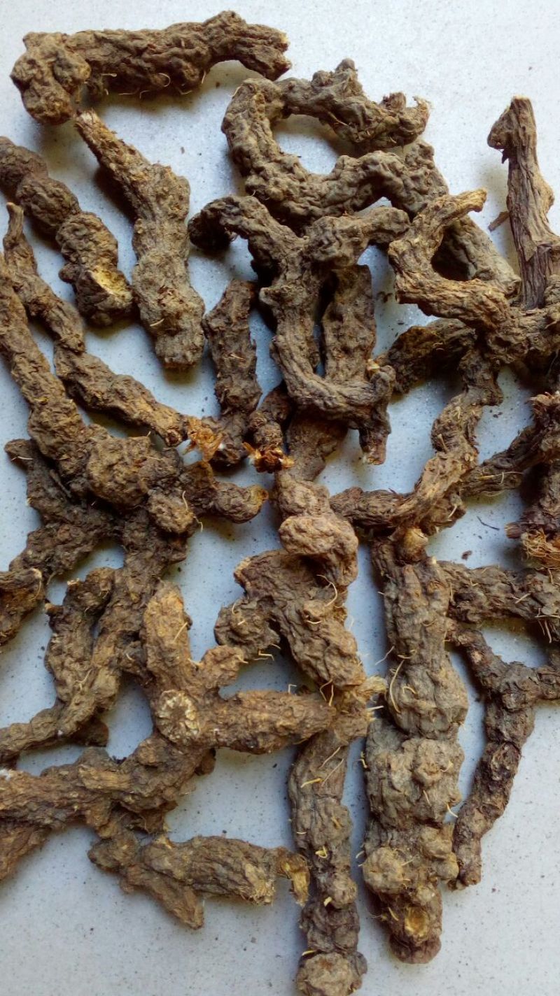 苍术南苍术(野生南苍术)朱砂点多、味浓，产地直销