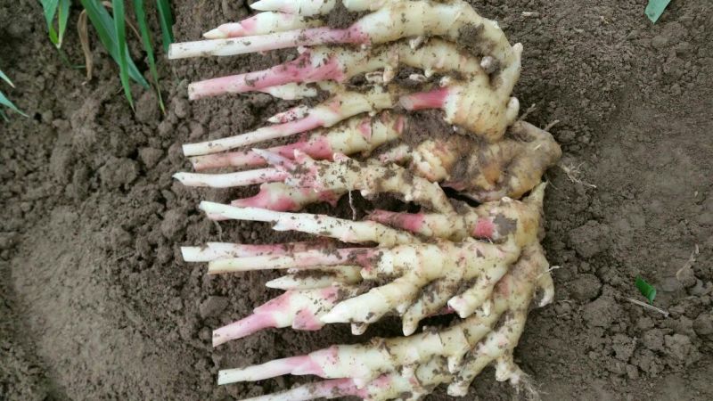 【海量货源】安徽小黄姜2两以上带土通货精品一手货源