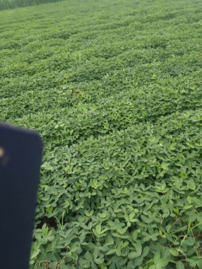花生鲜货带壳
