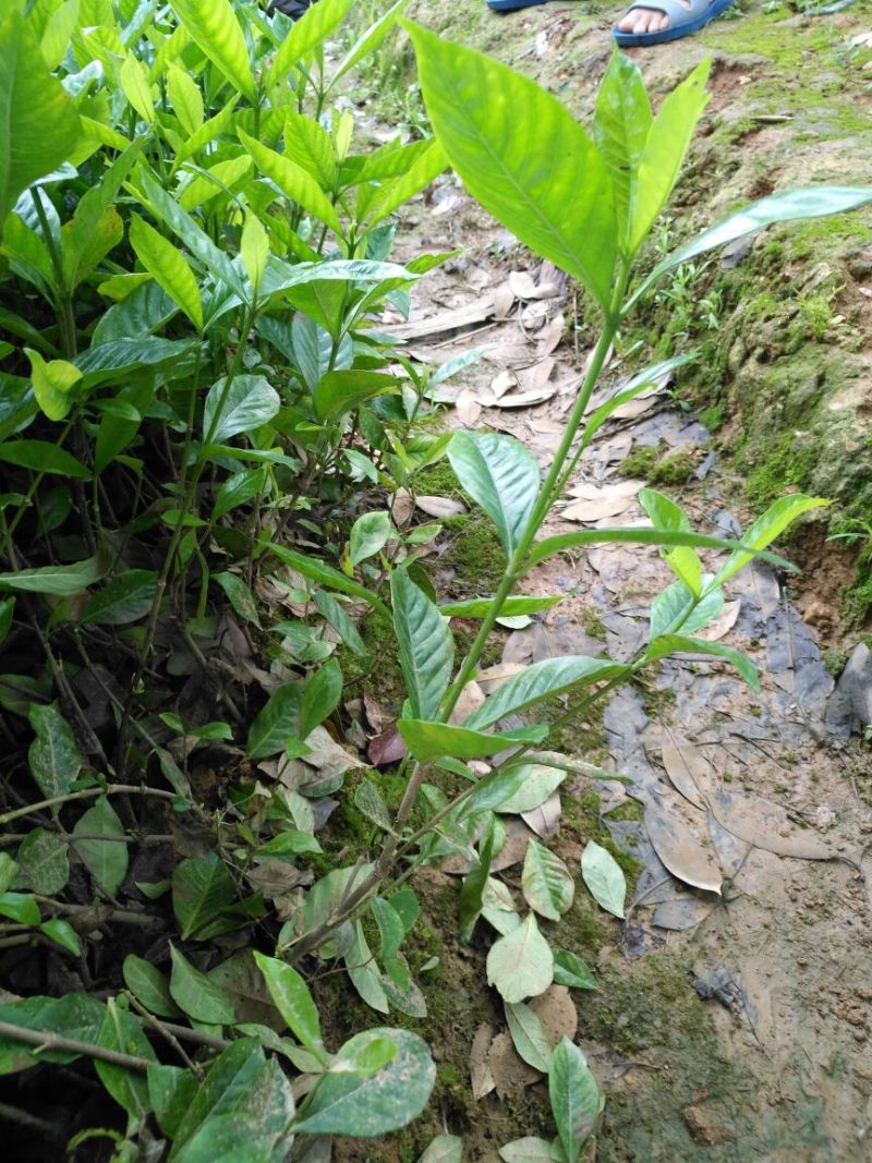 大叶栀子地苗杯苗10一50公分叶片清秀粗壮基地直销