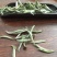 福鼎白茶特级
