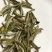 福鼎白茶特级