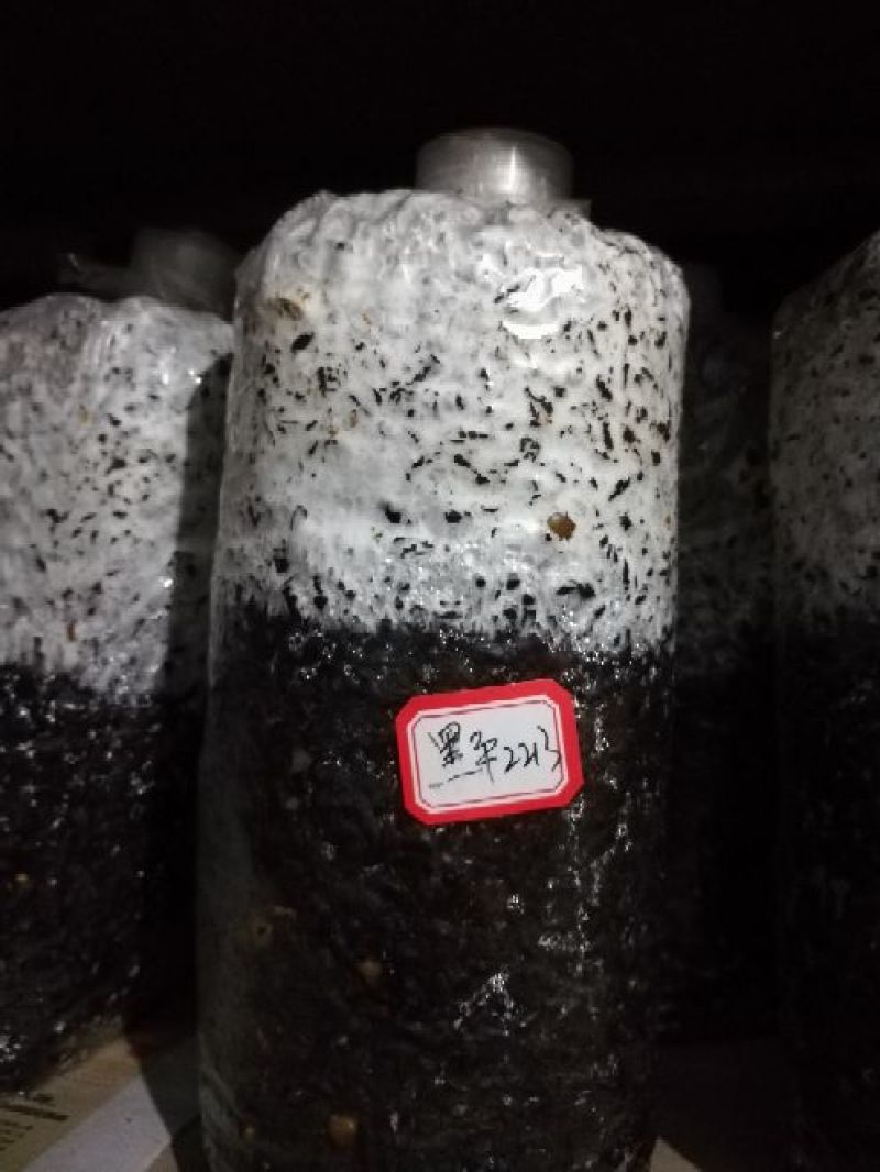 平菇菌种原种