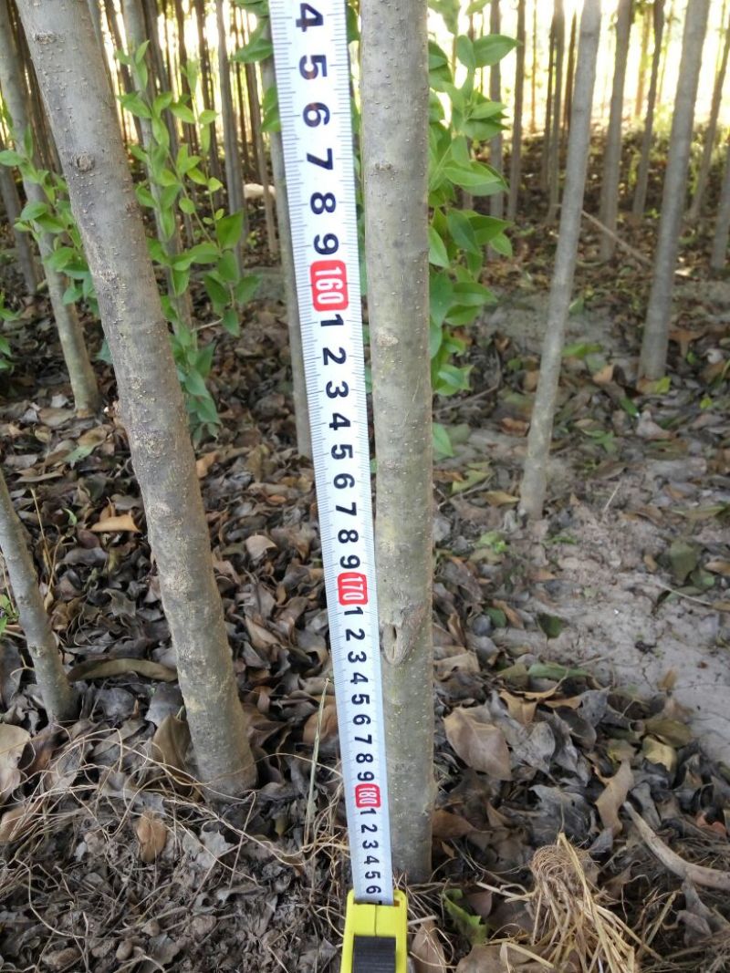 大叶女贞4cm以下