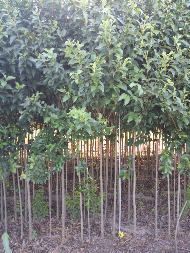 大叶女贞4cm以下