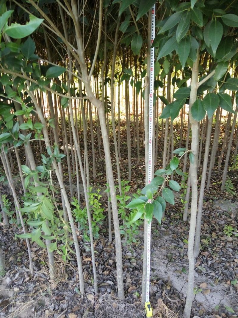 大叶女贞4cm以下