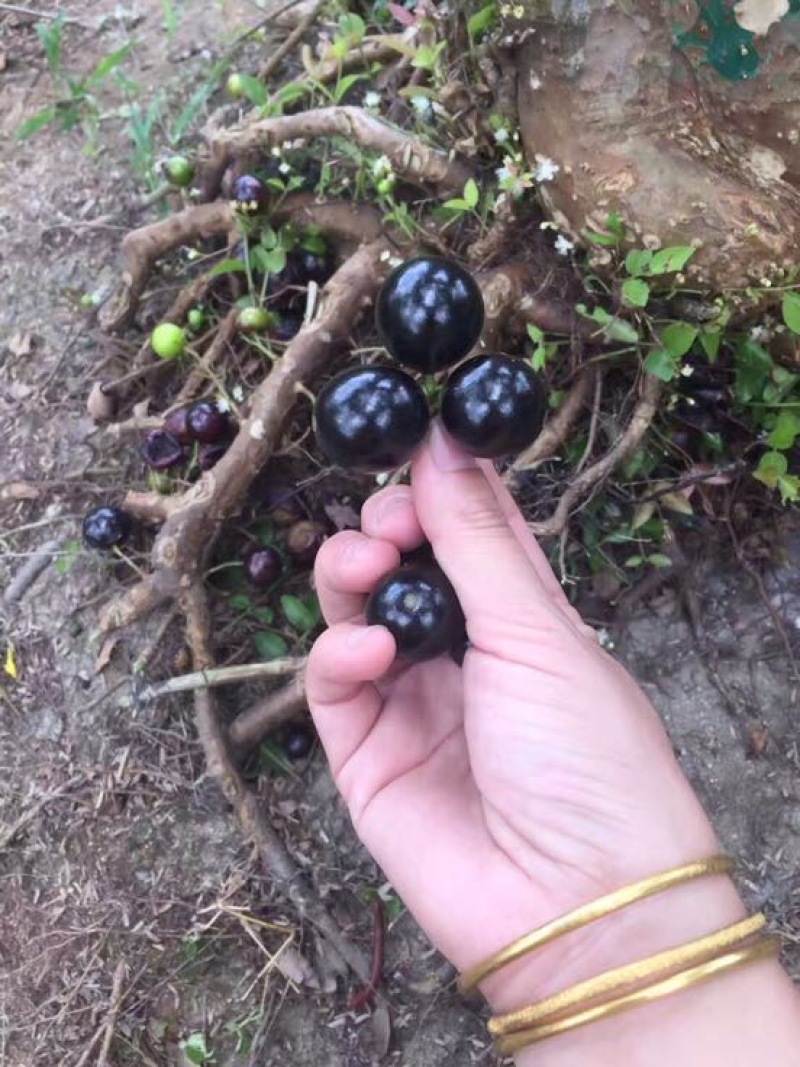 嘉宝果树苗3年