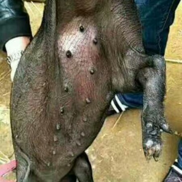 太湖母猪眉山母猪二花脸母猪纯种母猪原种母猪包邮