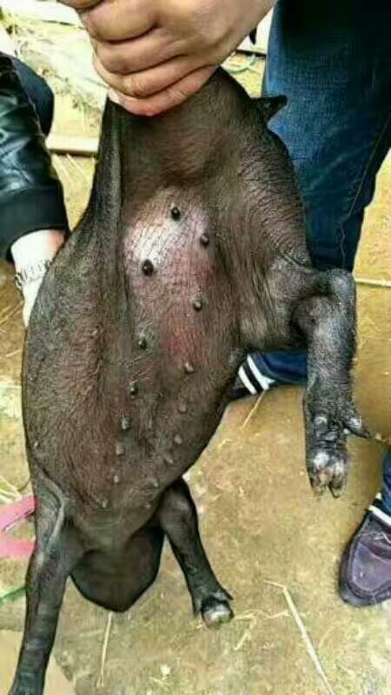 太湖母猪眉山母猪二花脸母猪纯种母猪原种母猪包邮