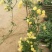 木香黄木香白木香，爬藤植物适合做花墙花架拱门长廊等