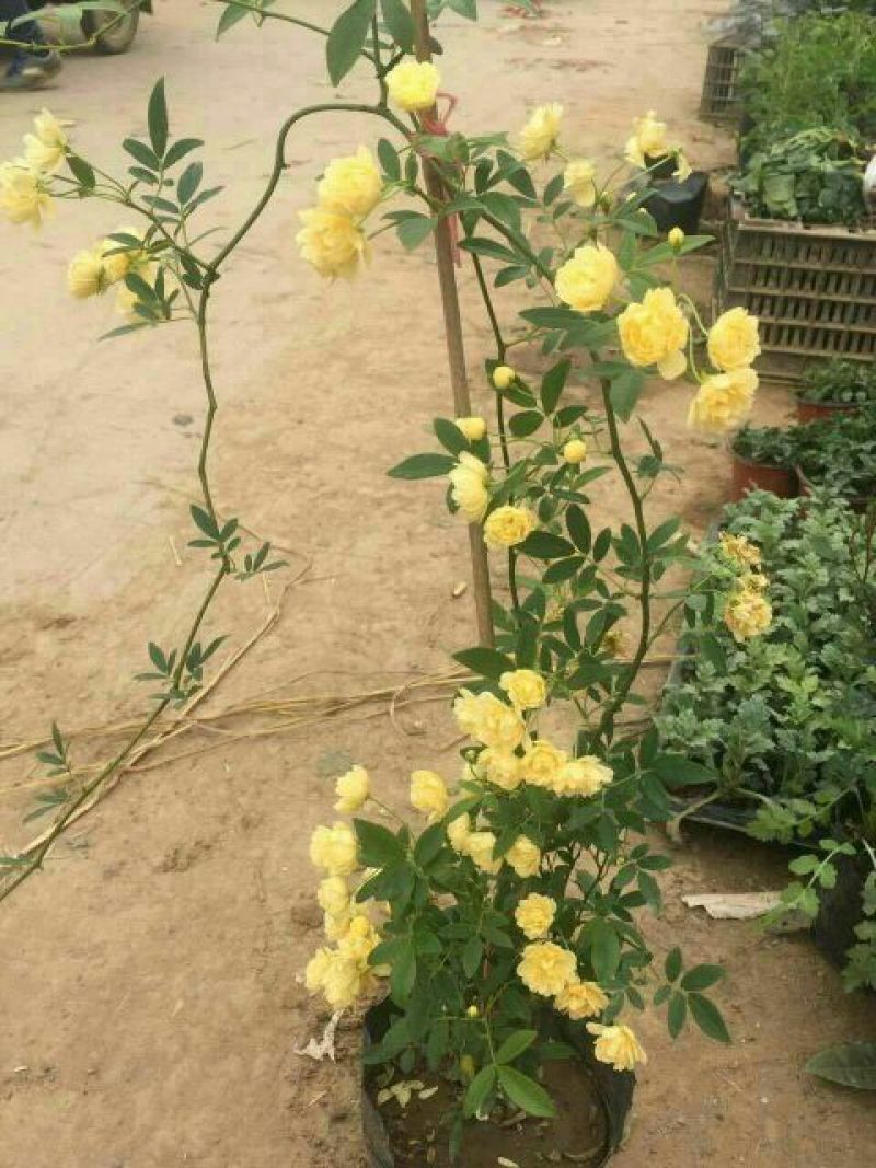 木香黄木香白木香，爬藤植物适合做花墙花架拱门长廊等