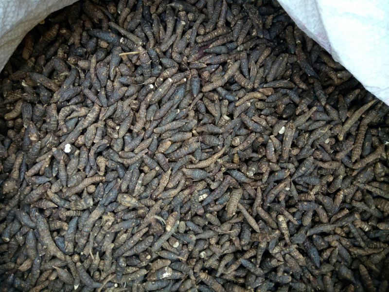 香附选货海南干货光香附2斤包邮量大从优
