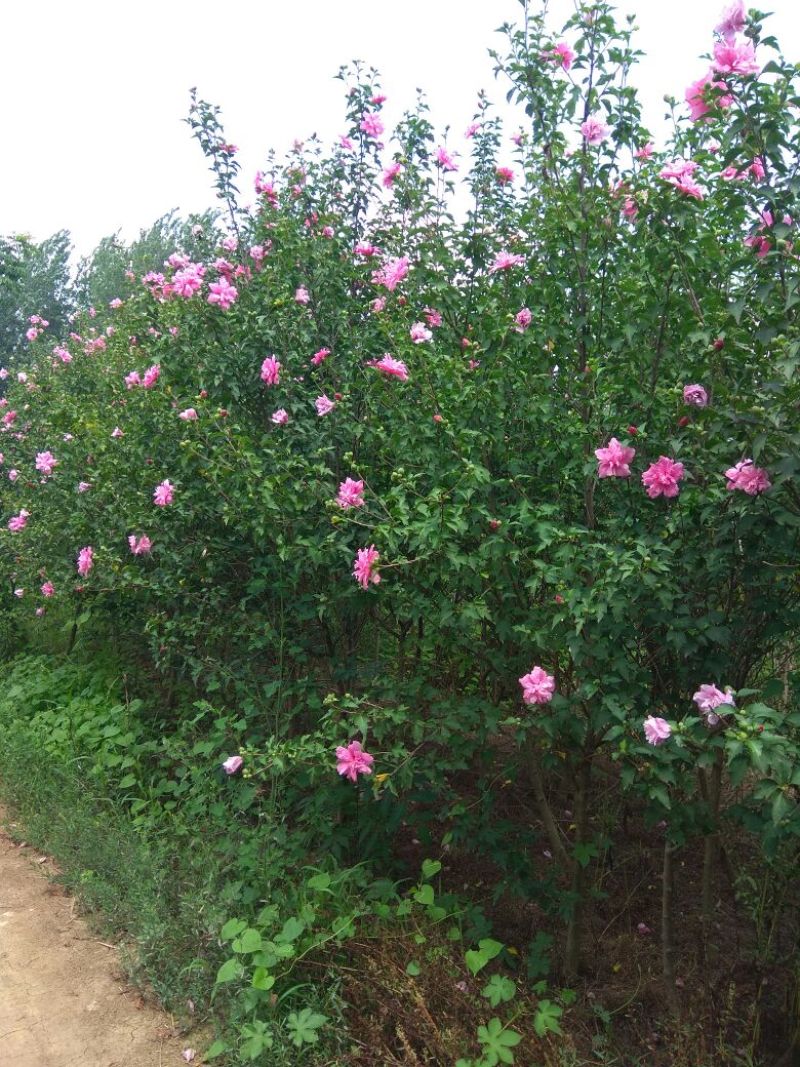 木槿苗，重瓣木槿，夏季开花，花期长达百十来天，多种规格