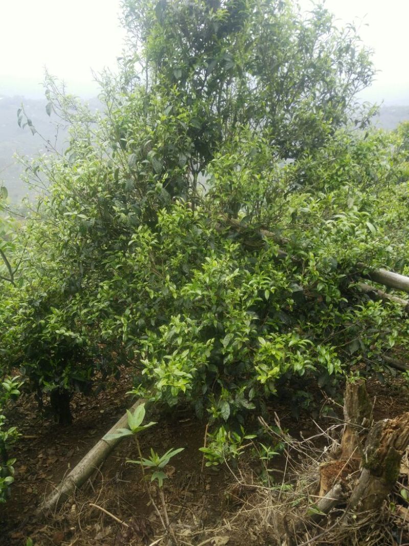 普洱茶四级