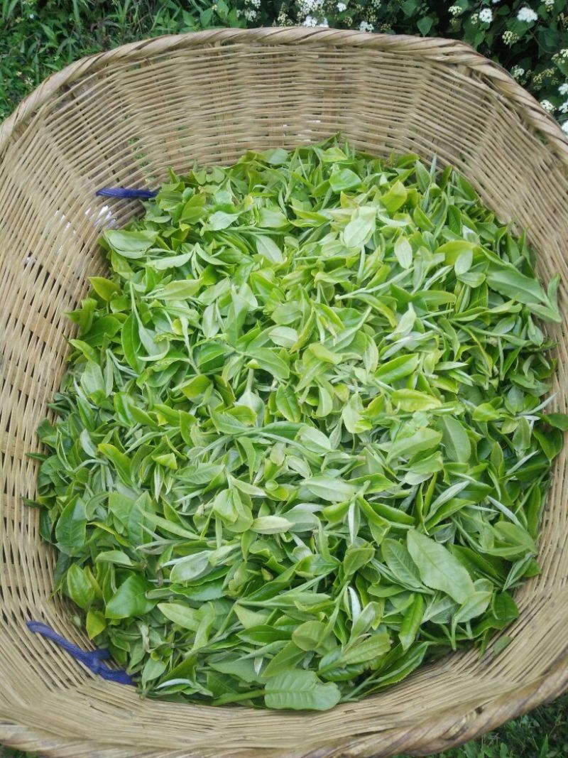 普洱茶四级