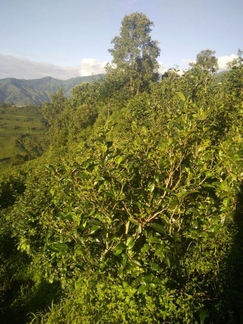 普洱茶四级