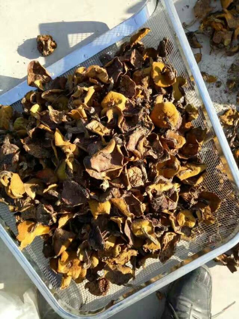 松蘑特级