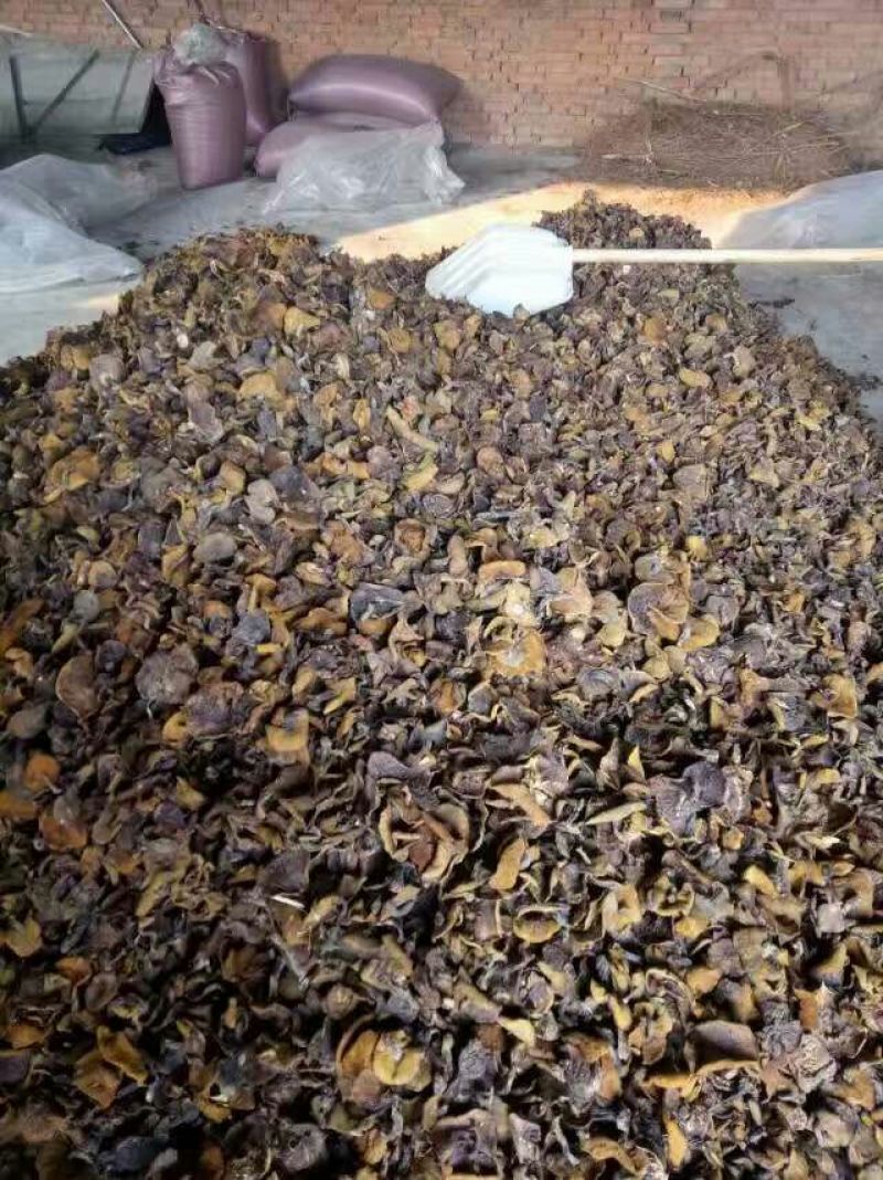 松蘑特级