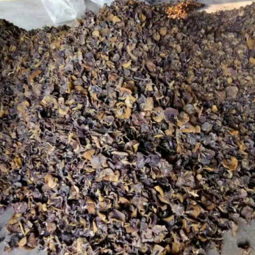 松蘑特级