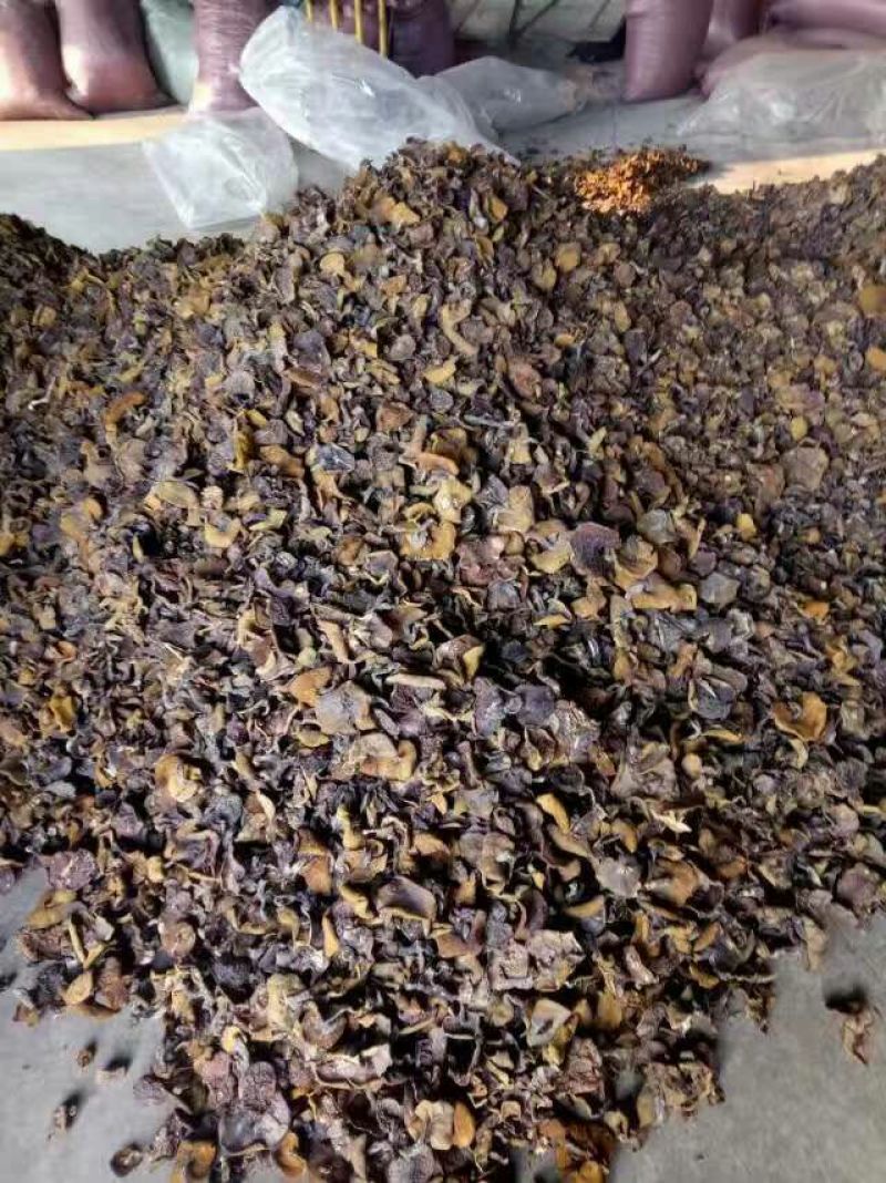 松蘑特级